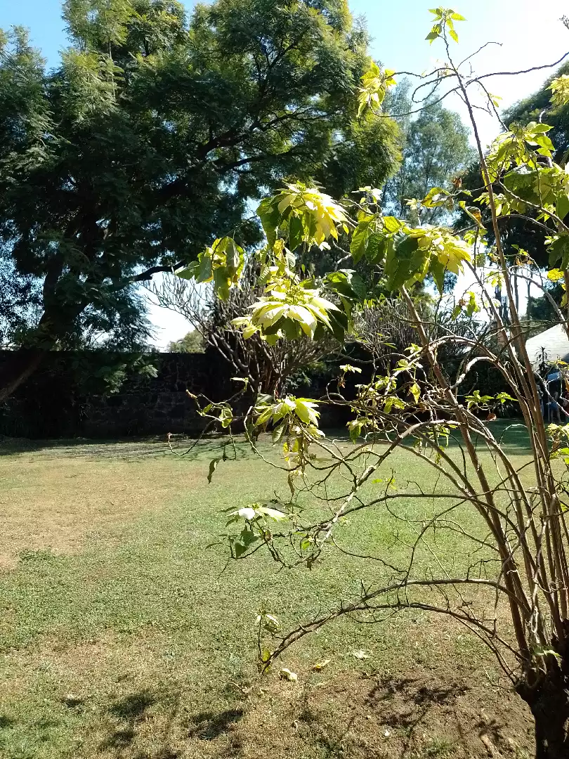 Venta de terreno en Buenavista