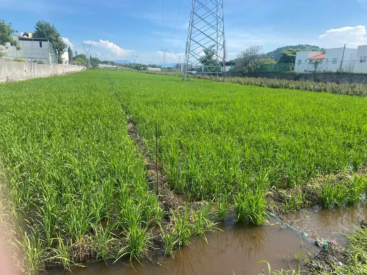 Excelente terreno plano para lotificar Alta Palmira, Temixco