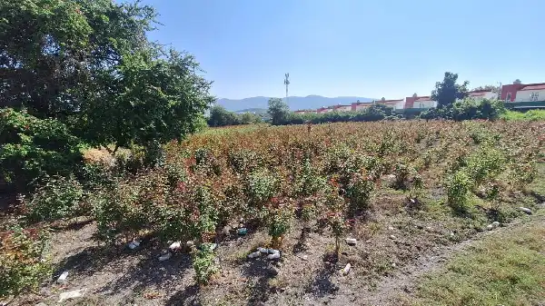 TERRENO EN VENTA EN  TEMIXCO MORELOS