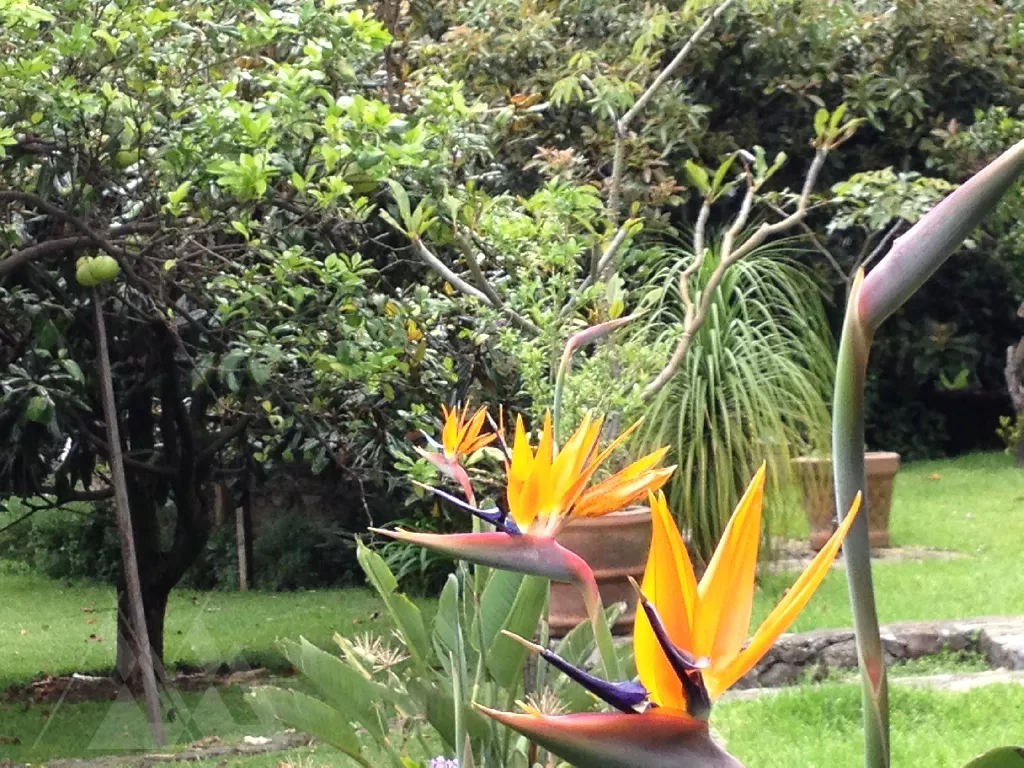 Casa Venta en Santa María Ahuacatitlán, Morelos